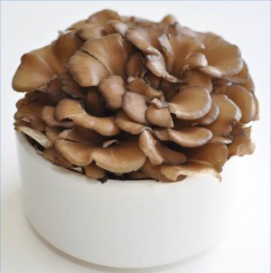 Maitake mushroom extract plays an important role in the immune support provided by Immuno-EX